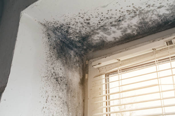 Affordable Black Mold Remediation solutions in Catonsville, MD